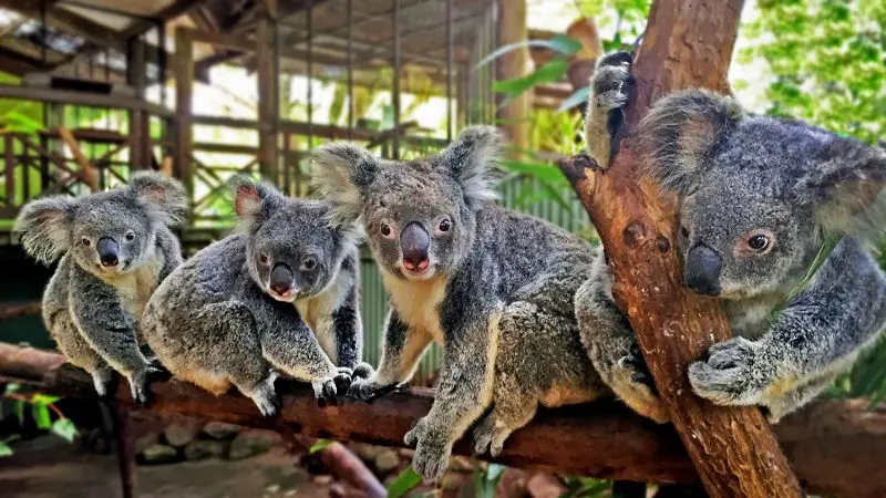 Four adorable koalas perched together on a branch in an enclosure, similar to the sights on the Kuranda Scenic Railway tour.