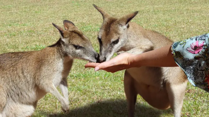 Two kangaroos eating from a tourist’s hand on lush grass, one wearing a patterned sleeve, after Kuranda Scenic Railway tour.