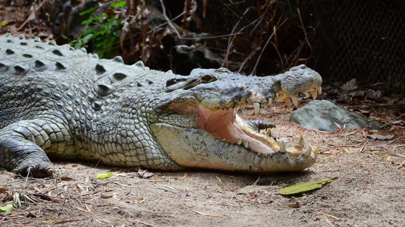 A massive crocodile with open jaws rests on the ground, sighted during a Private Exclusive Daintree Mossman Tour adventure.