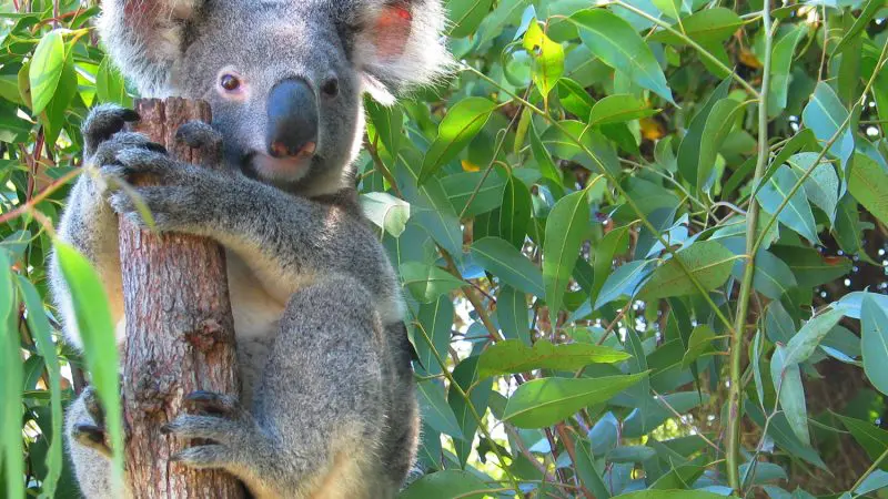 Spot a wild koala gripping a tree trunk in vivid daylight during a Private Exclusive Daintree Mossman Tour, an iconic Australian experience.