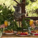 Two people enjoy outdoor dining at Hartleys Koala Breakfast, clinking orange drinks with a koala visible in the tree behind them.