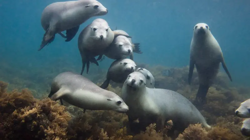 Playful sea lions glide above lush seaweed, a stunning wildlife encounter on the 6 Day Eyre Peninsula Flinders Ranges Adventure Tour.