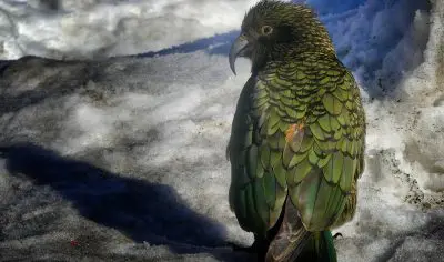 Vivid green kea parrot with iridescent feathers glows in sunlight on pristine snow during scenic Queenstown to Mt Cook tour.