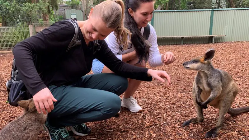 Two women smiling and interacting with kangaroos in a scenic wooded enclosure during a 1 Day Blue Mountains Wildlife Park tour.