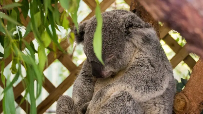 Experience a peaceful koala sleeping curled on a tree branch during your 1 Day Blue Mountains Wildlife Park Tour for wildlife enthusiasts.