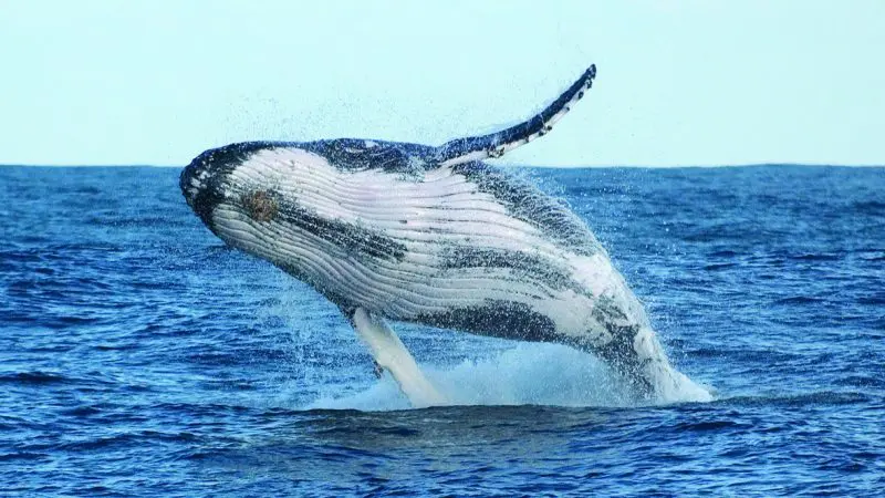 Experience an awe-inspiring humpback whale breaching during a 1 Day Whale Watching Tour with Colourful Collective Travel at Port Stephens.