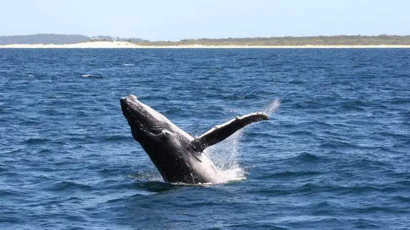 Majestic humpback whale breaching close to shore on a Port Stephens whale watching tour with Colourful Collective Travel, 1-day adventure.