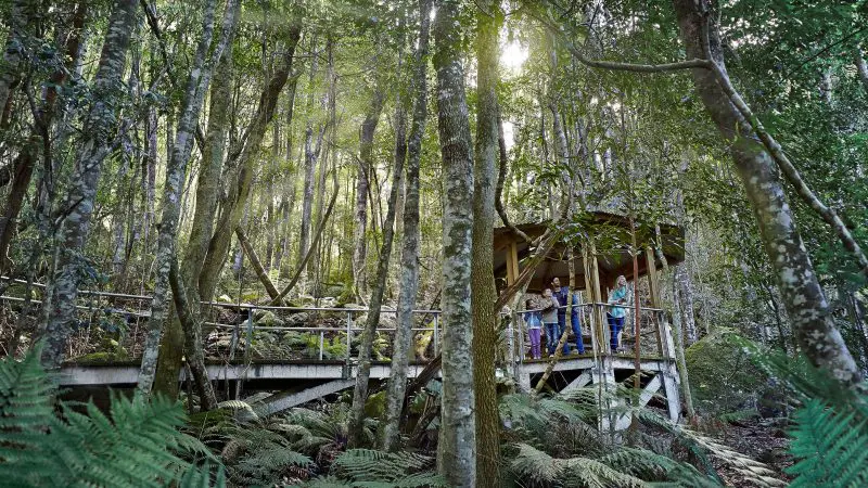 Visitors explore a lush, dense forest along a wooden boardwalk on the Blue Mountains All-Inclusive Signature Day Tour experience.