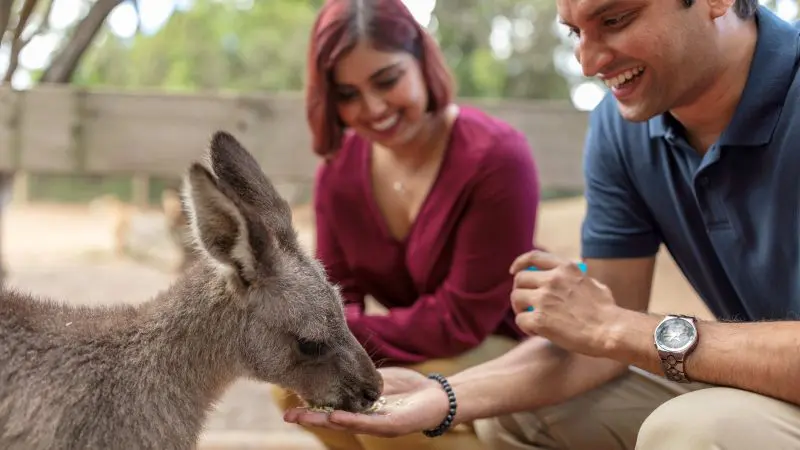 A joyful couple hand-feeds a kangaroo during a Blue Mountains All-Inclusive Signature Day Tour, experiencing unique Australian wildlife.