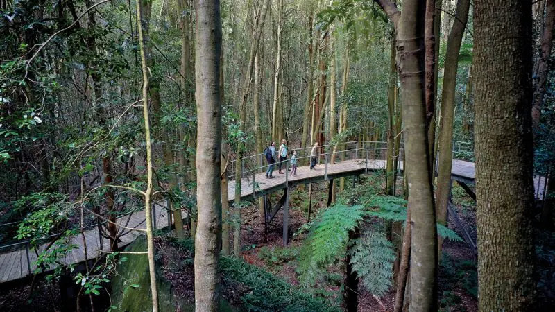 Visitors stroll along Lyrebird Pass’s elevated boardwalk, surrounded by lush rainforest at Scenic World, Blue Mountains, Australia.