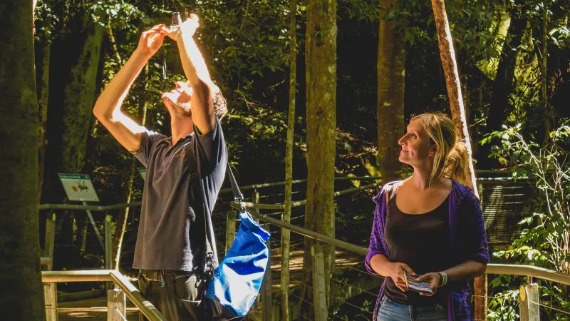Two adventurers on a wooden walkway in a brightly lit forest, enjoying a Hop On Hop Off tour experience surrounded by lush greenery.