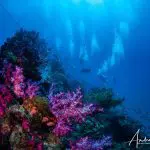 Vibrant coral reef with diverse marine life and expert divers, showcasing top-rated Yongala Day Trip experience for certified divers.
