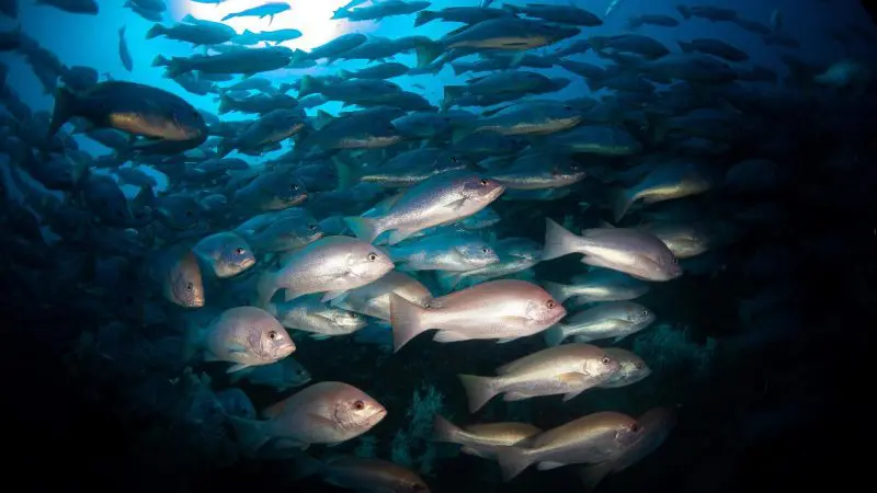 Discover a stunning shoal of fish gliding beneath sunlit waters on a certificated Yongala Day Trip—unmatched diving experience.