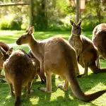 Multiple kangaroos grazing on lush green grass at Healesville Wildlife Sanctuary, framed by sunlit trees and wooden fences in the background.