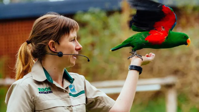 Healesville Wildlife Sanctuary staff member holds vibrant green and red parrot and speaks into headset mic during informative tour.