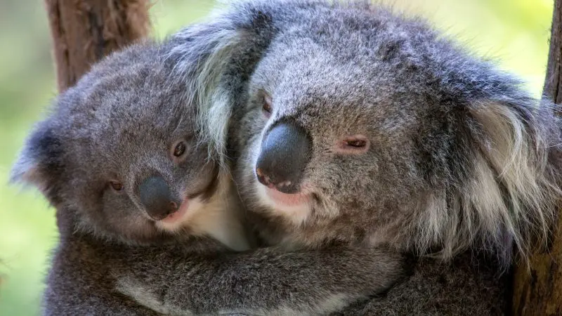 Two koalas cuddle at Healesville Wildlife Sanctuary, their soft grey fur and faces touching in gentle sunlight amid eucalyptus leaves.