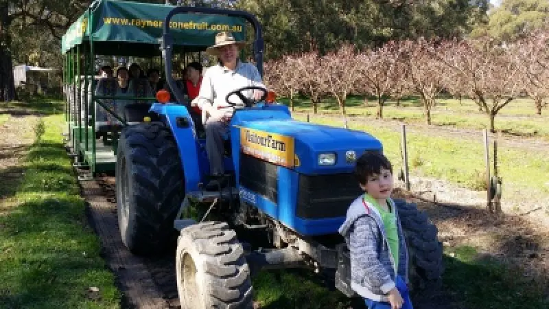 Blue tractor towing covered trailer filled with visitors during Rayners Orchard Tour 1; lush orchard trees visible in the background.