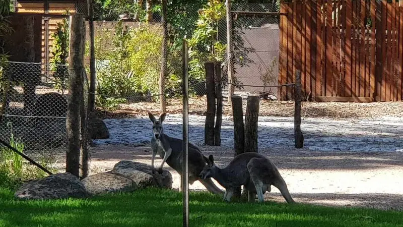 Two kangaroos on lush green grass near rocks at Healesville Wildlife Sanctuary, with native trees and secure enclosure in the background.