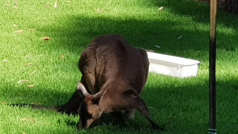 Wild kangaroo eating lush green grass beside a white tray in sun-dappled shade at Healesville Wildlife Sanctuary, Australia.