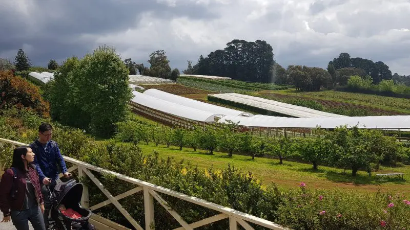 Family with pushchair strolling past vibrant glasshouses at Rayners Orchard Tour 4, lush scenery beneath dramatic cloudy skies.