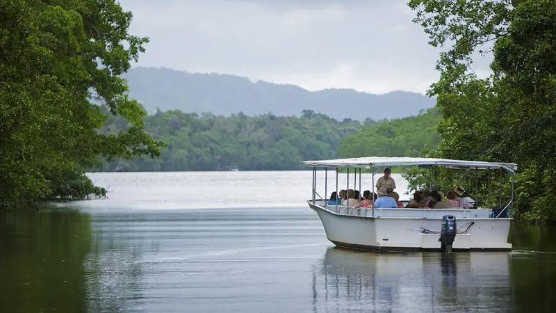 Tourists embark on a serene covered boat cruise along the tranquil Daintree River on a Cape Tribulation Guided Day Tour.