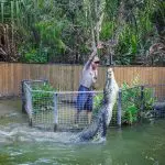 Visitor feeding a massive upright crocodile inside a secure enclosure at Hartleys Crocodile Adventures Half-Day tour experience.