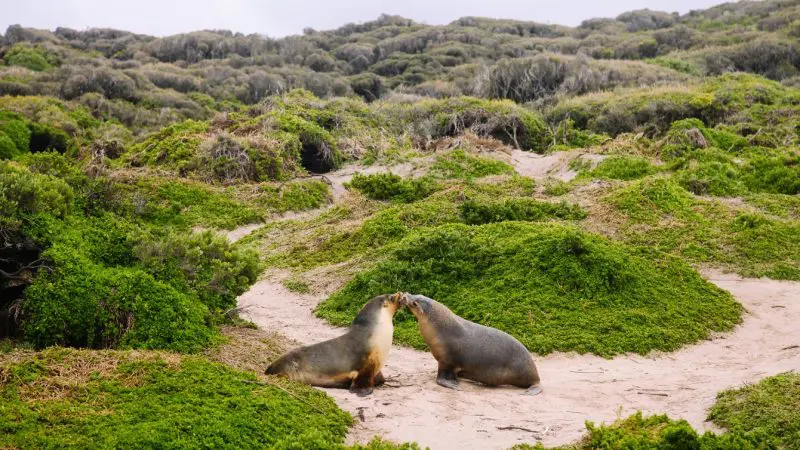 Two seals touch noses on the sands of Kangaroo Island, surrounded by lush green bushes and grassy hills during a wildlife tour.