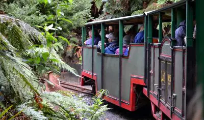 Open-sided train carrying passengers travels along a narrow track, winding through lush forest ferns and dense green vegetation.
