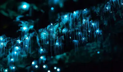 Blue glow-worms illuminate the Waitomo Glowworm Caves, casting a magical blue light as silk threads hang in the surrounding darkness.