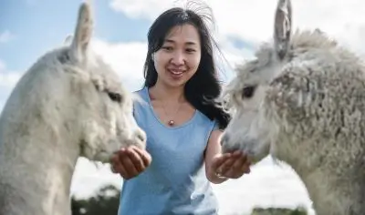 A cheerful woman feeds two friendly white alpacas under bright sunshine during a Rotorua Adventures tour, enjoying New Zealand outdoors.