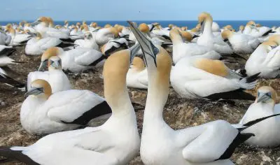 A flock of white seabirds with yellow heads perches on the rocky Muriwai Beach shoreline, New Zealand, beside the blue ocean waves.