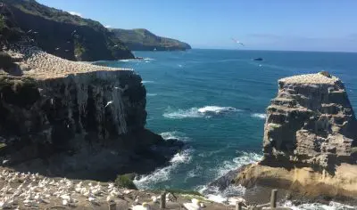 Stunning rocky cliffs at Muriwai Beach with nesting white seabirds, set above a vibrant blue ocean and clear sky, New Zealand coastal view.