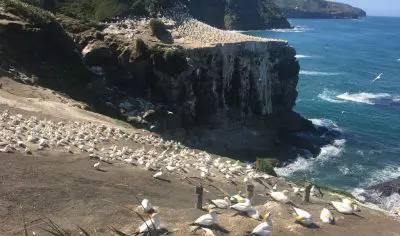 Large flocks of seabirds nest on dramatic rocky cliffs at Muriwai Beach, New Zealand, with the Pacific Ocean and clear blue sky.