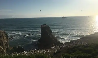 Seabirds perch on rugged Muriwai Beach cliffs at sunset, waves crashing below, island visible, under a vivid, cloudless sky.