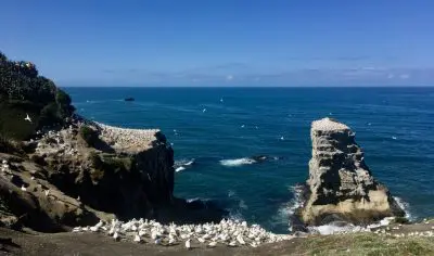 Seabirds perched on rugged Muriwai Beach cliffs overlook vibrant blue ocean waves beneath a bright, cloudless sky in New Zealand.