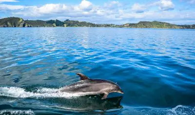 Dolphin swimming near the surface on a Bay of Islands tour with scenic green hills and dramatic clouds in the background.