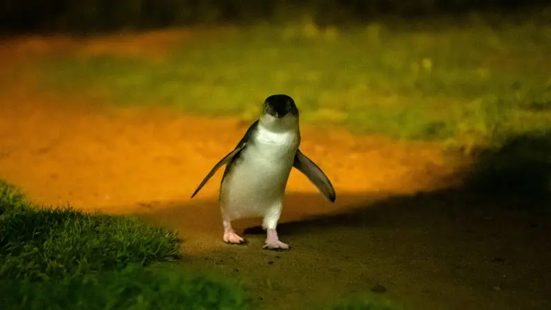 A lone little penguin waddles along a dirt path at night at Phillip Island Penguin Parade, under a star-lit sky.