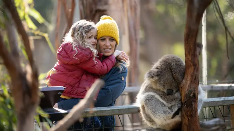 A woman in a yellow hat and child observe a sleeping koala during a Phillip Island Penguin Parade & Koala Tour with general viewing.