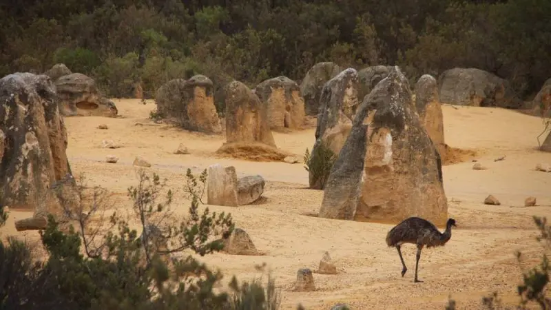 Emu exploring rugged weathered rocks on sunlit sandy plains during a Pinnacles Sunset Stargazing Tour with Autopia—unique wildlife adventure.