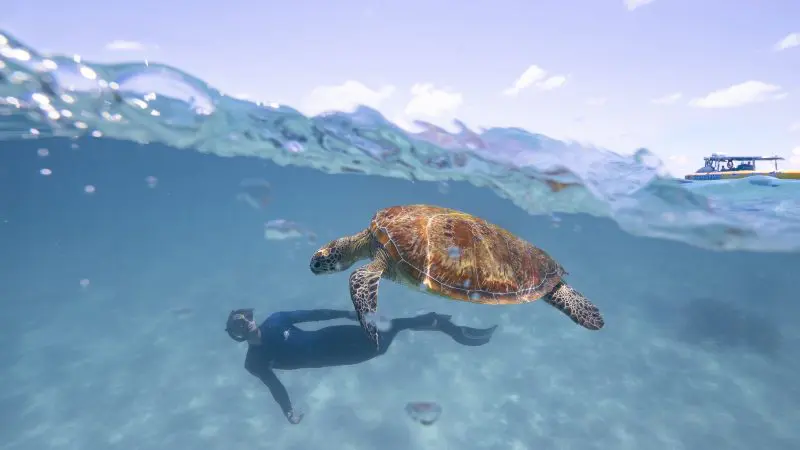 Sea turtle glides beside snorkeller in crystal-clear blue water on a Great Barrier Reef Eco Adventure, tour boat floating close.