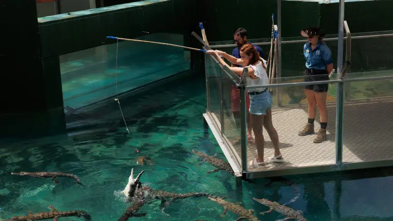 Visitors participate in the Croc N History Explorer tour, feeding crocodiles safely from a clear-water platform under expert supervision.