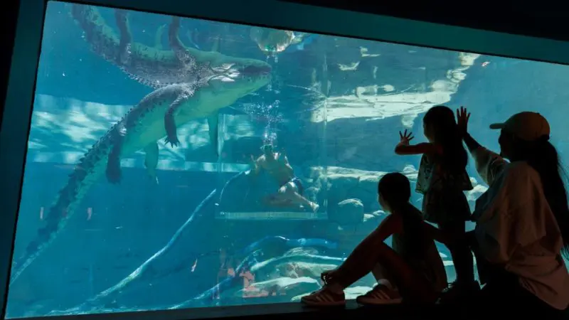 Visitors observe a giant crocodile and diver up close behind glass at Crocosaurus Cove’s world-famous aquarium exhibit in Darwin.