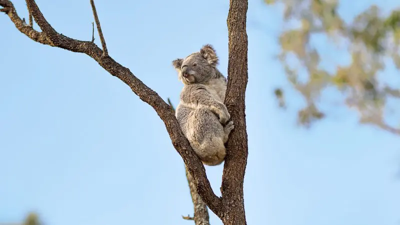 Discover a koala clinging to a tall eucalyptus tree beneath a bright blue sky on the ultimate 6 Day Surf Trip from Sydney to Brisbane.