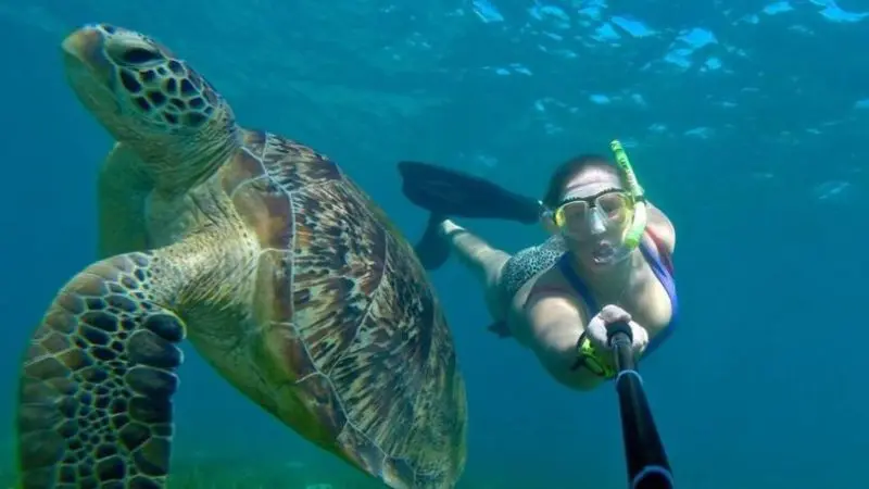 A snorkeller captures a selfie underwater with a sea turtle on The Great Escape Australia 28 Day Semi-Guided Adventure tour.