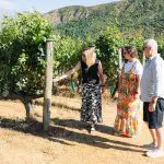 Three people on a classic wine tour walk through a sunlit vineyard, admiring lush grapevines amid scenic green hills.
