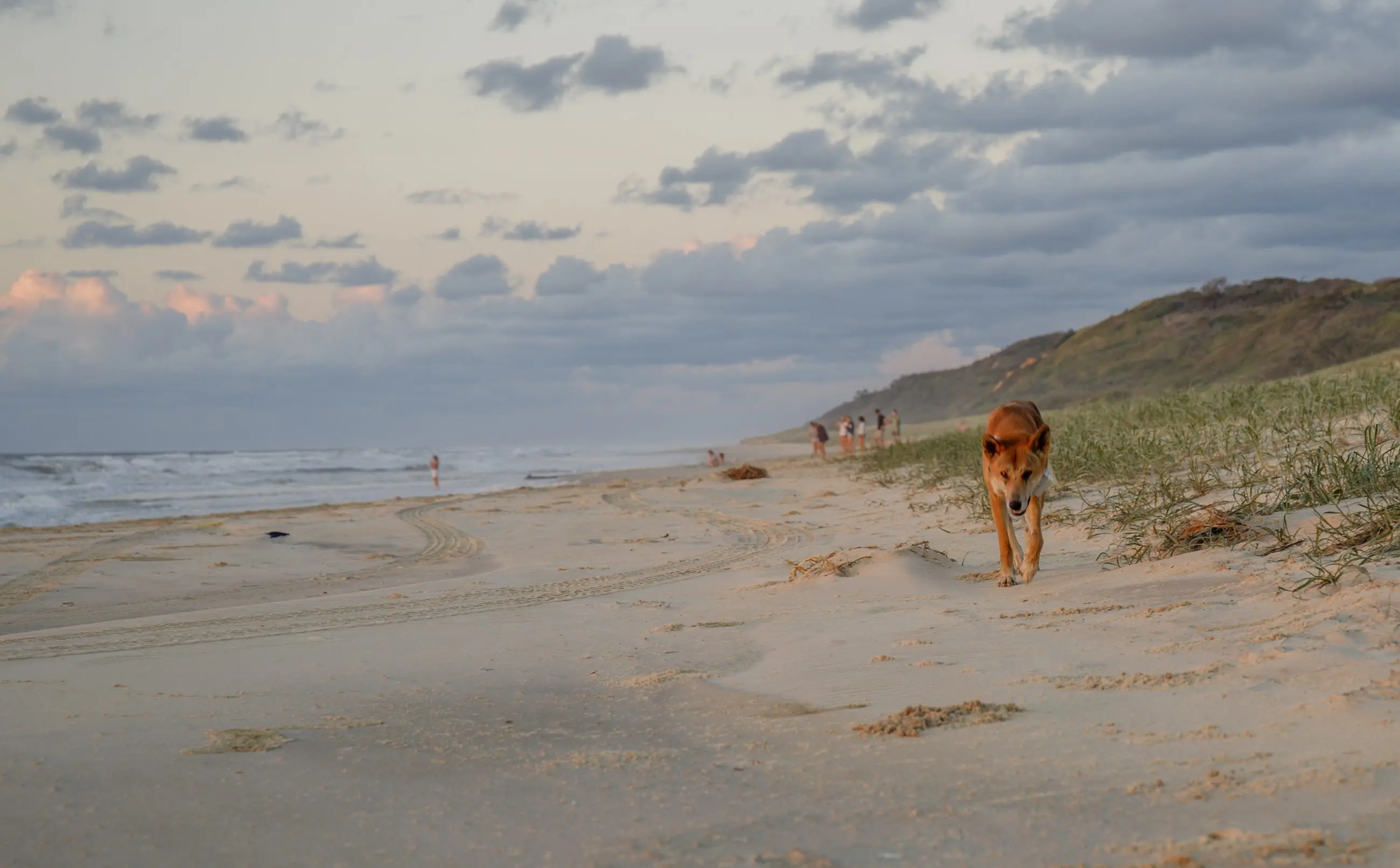 Dingo strolling on sandy K'gari beach at sunset during 3-Day Adventure Tour, with distant people, vibrant sky, and waves visible.