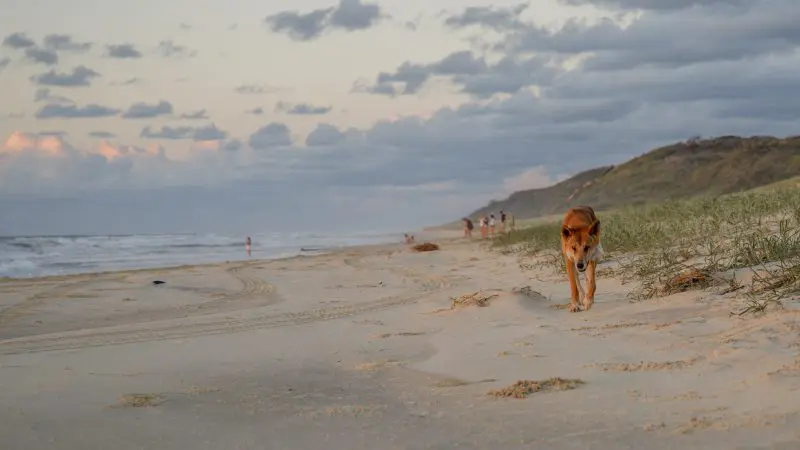 Dingo strolling on sandy K'gari beach at sunset during 3-Day Adventure Tour, with distant people, vibrant sky, and waves visible.