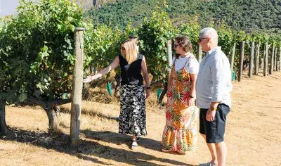 Three adults explore a lush vineyard on a Classic Wine Tour, closely inspecting grapevines amid sunlit green hills for premium wine making.