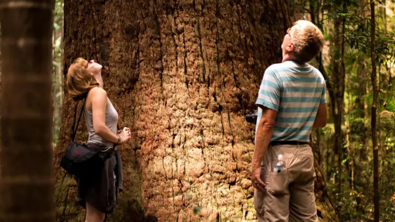 Two adventurers admire a towering ancient tree on the Kgari 2 Day Tour in a sun-drenched forest near Rainbow Beach, Queensland.