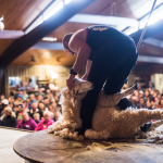 68c23d75d9abe_2551_agrodome-farm-show-sheep-shearing-tiff-large